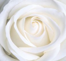 1383 New White Rose